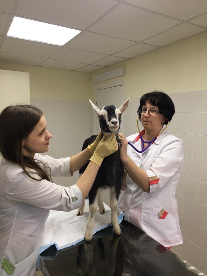 Ветеринарная клиника АкадемияВет